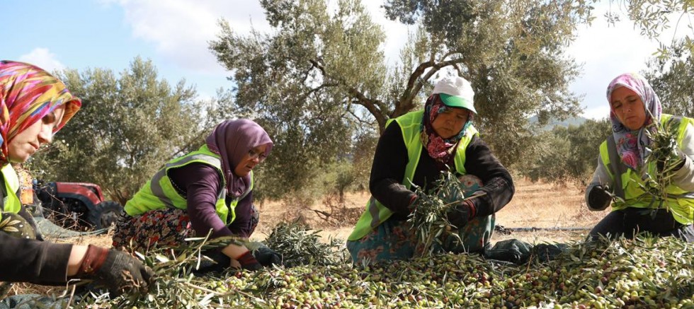 BURHANİYE BELEDİYESİ ZEYTİNYAĞLARI SATIŞA SUNULDU