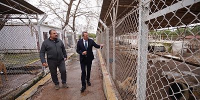 AYVALIK BELEDİYESİ SOKAKTAKİ AN DOSTLARIN DA YANINDA