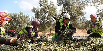BURHANİYE BELEDİYESİ ZEYTİNYAĞLARI SATIŞA SUNULDU