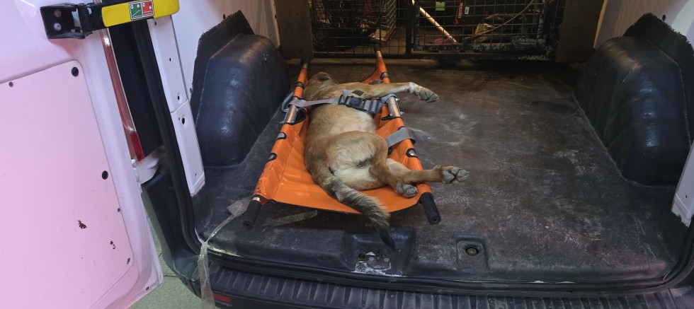 YARALI KÖPEĞİ KURTARMAK İÇİN ZAMANLI YARIŞTILAR